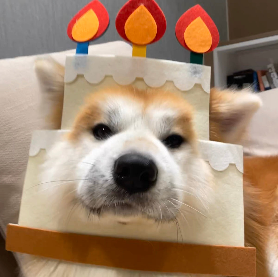 Birthday Cake Funny Party Hat